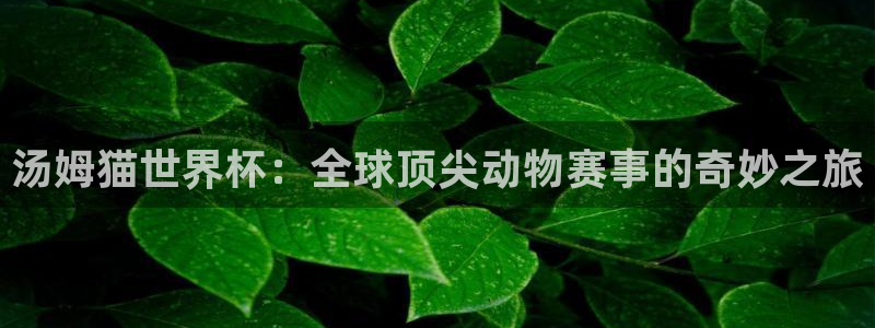 世界杯预选赛赛程：汤姆猫世界杯：全球顶尖动物赛事的奇妙之旅