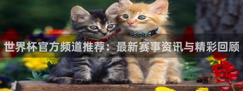 世界杯球赛：世界杯官方频道推荐：最新赛事资讯与精彩回顾